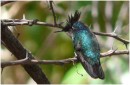 Grenada - Antillean Crested HummingBird