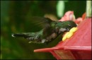 Tobago -hummingbird