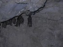 Bats in the cave behind the petroglyphs.