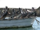 Pelicans taking over this panga