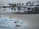Birds in the estuary in Mag Bay
