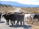 The cattle drive we got to see from all sides.