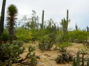 More beautiful cactus.