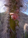 Spring in the dessert - cactus in bloom.