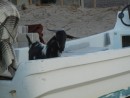 This goat was checking out the fishing boats maybe yearning to go to sea.