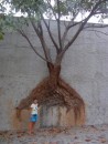 This tree is growing right out of the cement wall!