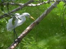 A white heron.