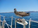 This young booby bird wanted to catch a free ride with us.