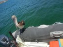 Baby pelican want´s to sit on the dingy. 