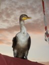 A cormorant sitting on the boom.