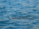These are all taken from the boat at anchor. They were just swimming around near the boat.