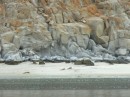 A bit fuzzy but this is a family of Coyotes laying on the beach at about 7am.