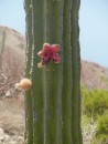 A cactus bloom that opened.