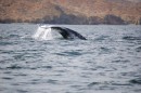 Grey whale tale in Mag Bay on the Pacific side of Baja Mexico.