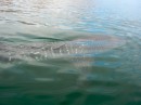 A whale shark swimming around the boat.