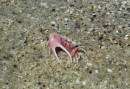 This is a fiddler crab with his one big pincer.