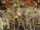 A flower blooming in the dessert - once again I ask where is the water coming from?