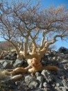 Some of the funny trees that grow in the dessert although I don