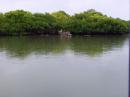 Mangroves opposite town