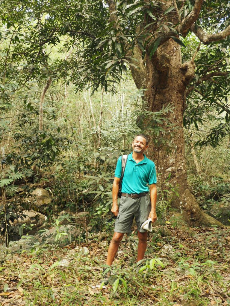 Francis sous un manguier: Le long du ruisseau de Deshaies 
