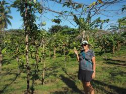 Françoise et les fruits de la passion: Ils poussent sur des vignes qui sont supportées par des tiges pour en faciliter ceuillette. Indian River, Dominique  