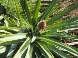 Petit Ananas: Dans un mois il sera mûr. Indian River, Dominique 