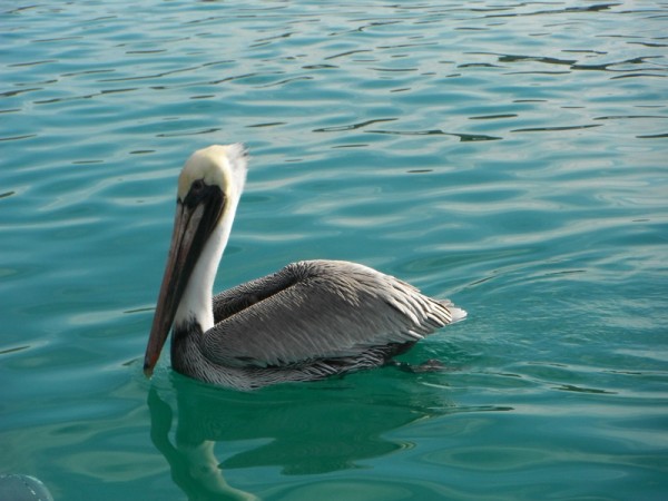 Pelicans are cool birds.  Glad they banned DDT and the birds made a comeback