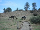 Stopped to see these horses while looking for the road to Sedona.