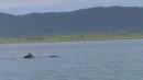 Whale in Panama