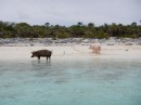 Majors Island. Pigs on the beach waiting for cruiser to feed them.