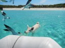 Majors Island. There are pigs that lay around this island and wait for cruisers to come in their dinghy and give them food.