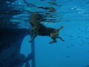 Underwater Toby