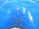 Dolphins between Praia and Fogo