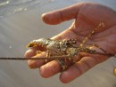 A baby lobster