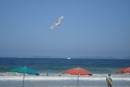 A buzzard kite on the beach