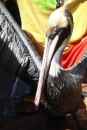 A pelican on board