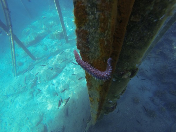 Encounter with a sizable marine polychaete (Eurythoe complanata, I think). We say it before in Bozu Buku.