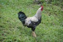 one of many local wild roosters 