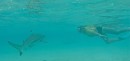 swimming with black tip shark at Moorea