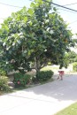 Bel arbre a pain - beautiful breadfruit tree