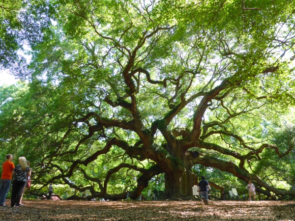 Angel Oak, Charleston.  Estimated to be between 300 to 400 years old.