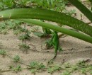 Cute bright green lizards on Red Frog Beach