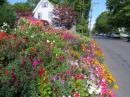 Beautiful flowers in a street in Boothbay Harbor, Maine, USA