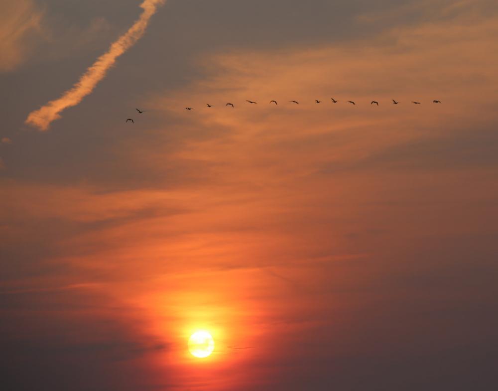 Canada geese flying south in the first week of September, 2016