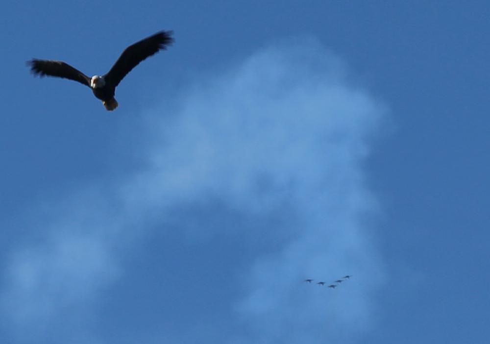 Snow Island bald eagle upset by the F/A-18 Hornets during the State of Maine Blue Angels Airshow in Brunswick, Maine September, 2016