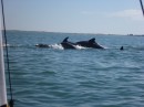 Large pod of dolphins near Vanish, North Carolina, USA