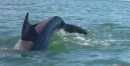Close encounter on our kayaks with one of the dolphins in the inlet.