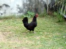 Chickens and roosters abound on the island