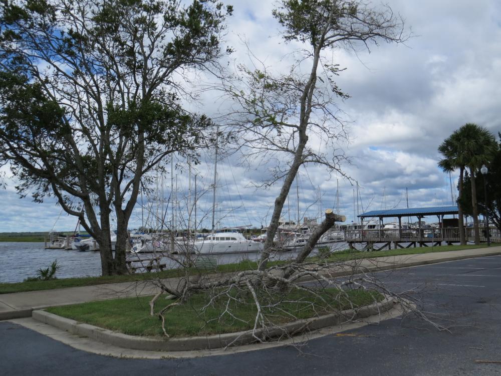 Tree damage at the marina.