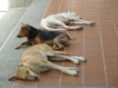 Santa Marta is full of stray dogs.  These 3 are taking a siesta outside a bank building in Santa Marta where they
